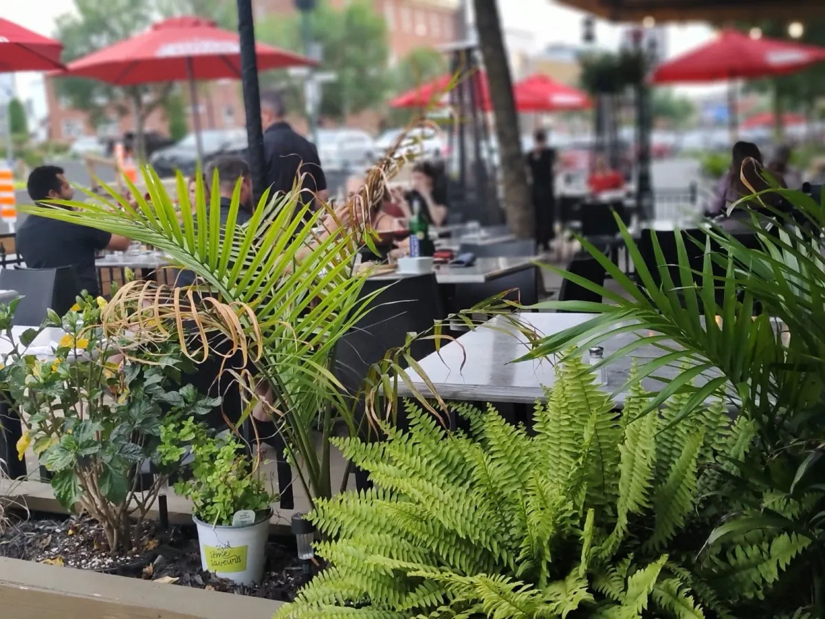 Terrasse végétalisée du Bouillon 16 avec tables entourées de plantes vertes